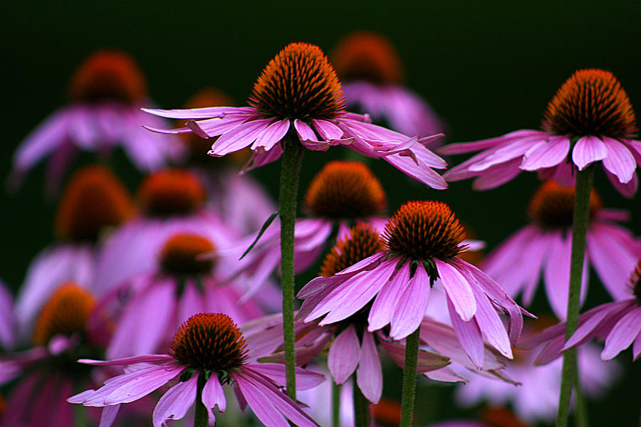 Important Facts About ECHINACEA